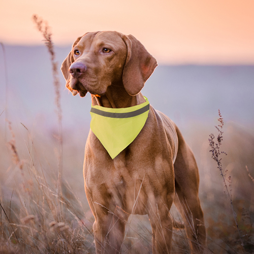 Collar Bandana Bipols